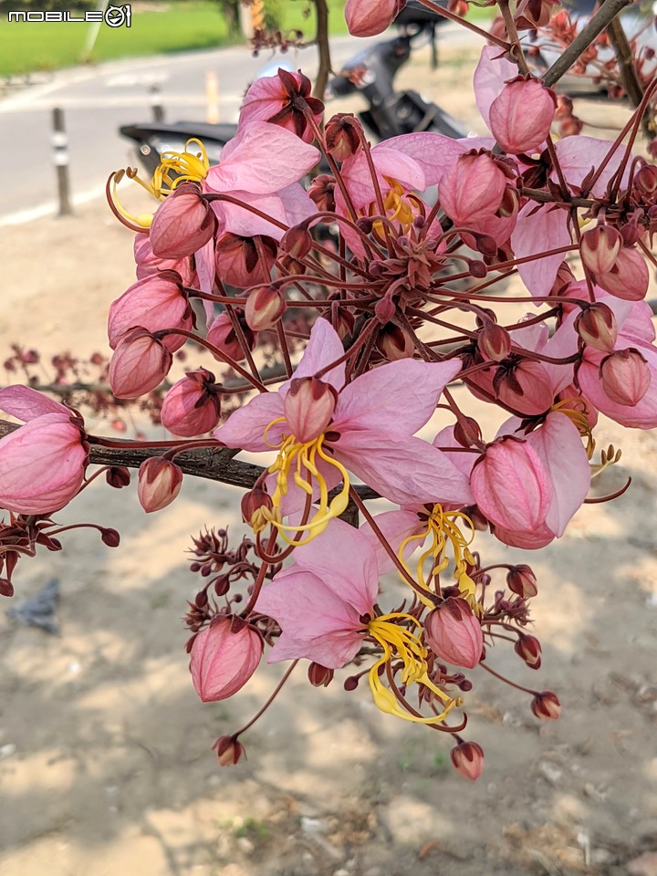 萬壽菊 台南市學甲區光華里 04/03