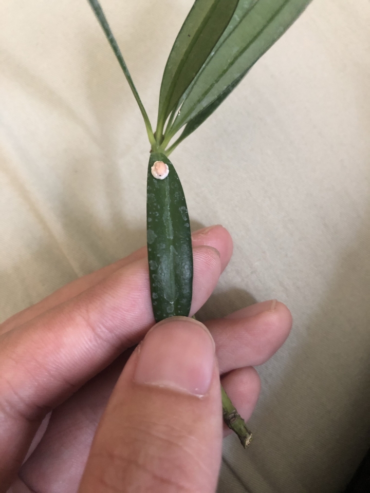 羅漢松蟲害