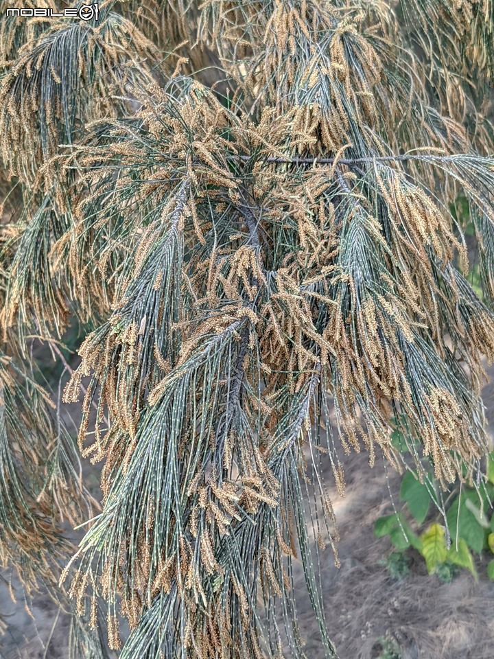 木麻黃 台南市安平區湖濱水鳥公園 04/11