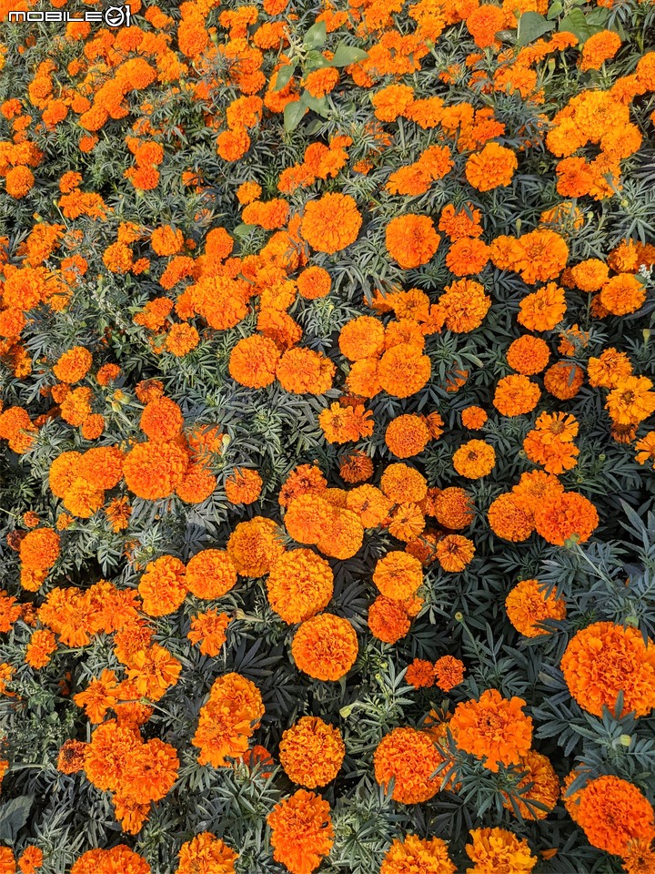 萬壽菊 台南市學甲區光華里 04/03