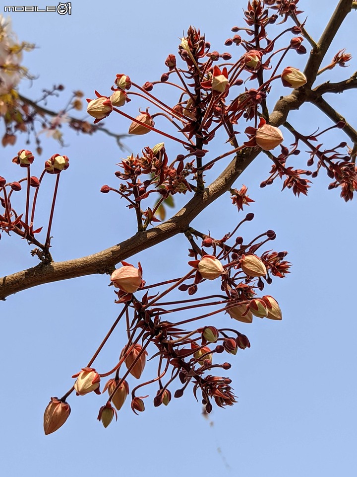萬壽菊 台南市學甲區光華里 04/03