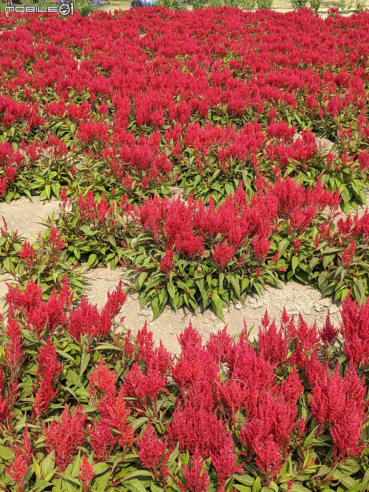 萬壽菊 台南市學甲區光華里 04/03