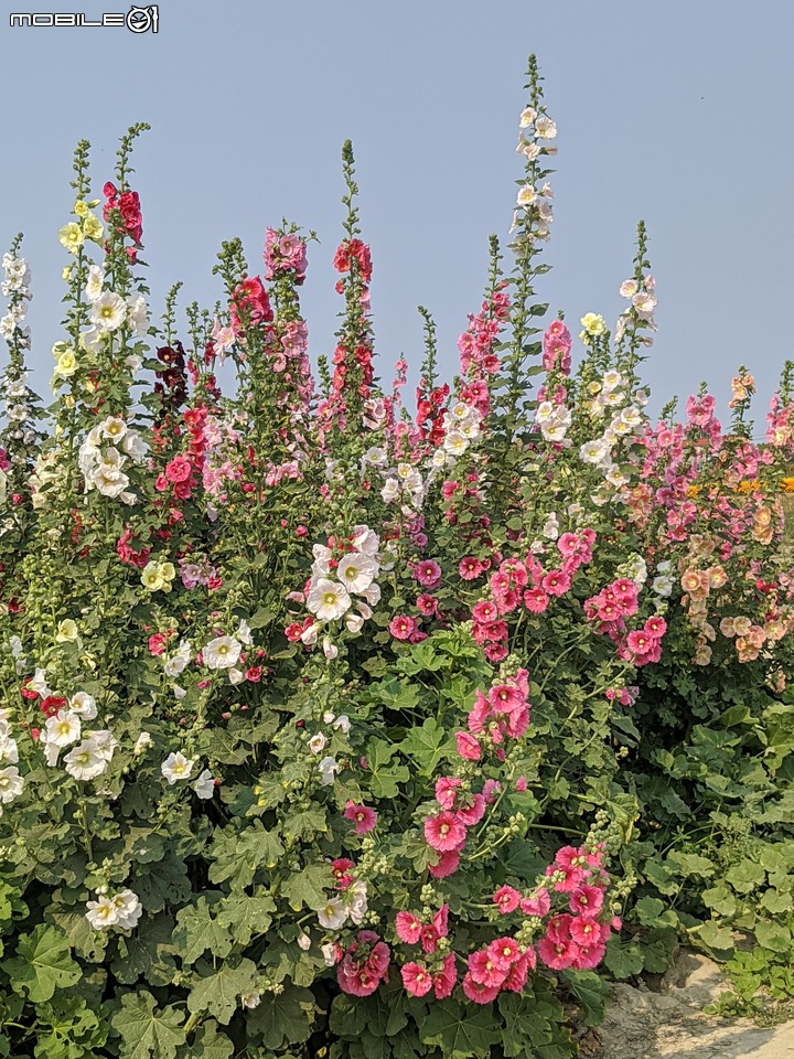 萬壽菊 台南市學甲區光華里 04/03