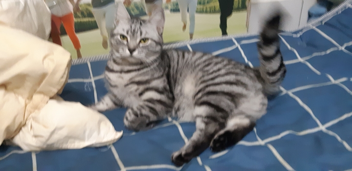 可愛貓貓照