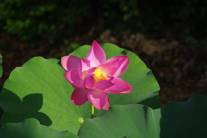 五月夏初的中興新村荷花