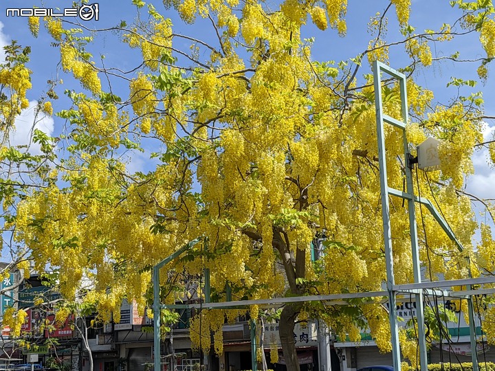 阿勃勒 台南市仁德區中山路 05/22