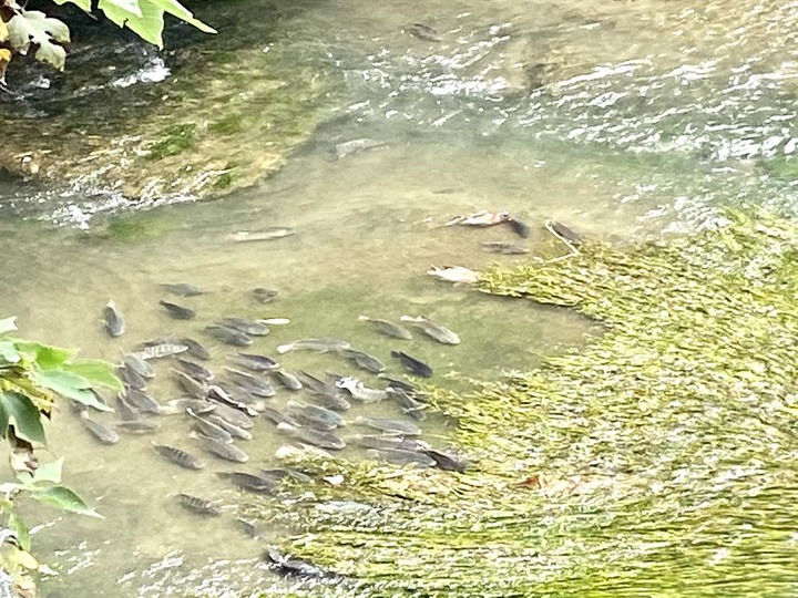 大開眼界，中市7期豪宅區，吳郭魚群游潮洋溪
