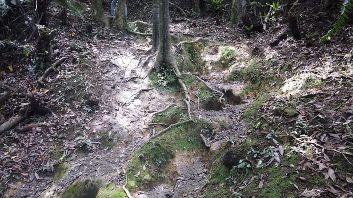 [樂山童盟] [新北汐止] 新山夢湖登山步道