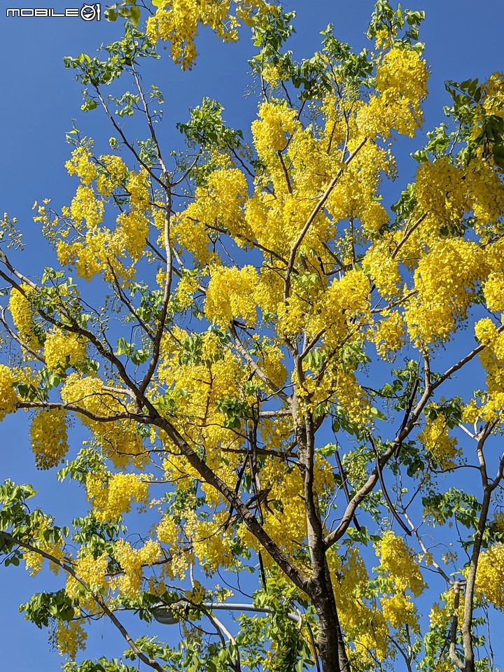 阿勃勒 台南市安南區歷史博物館 05/15