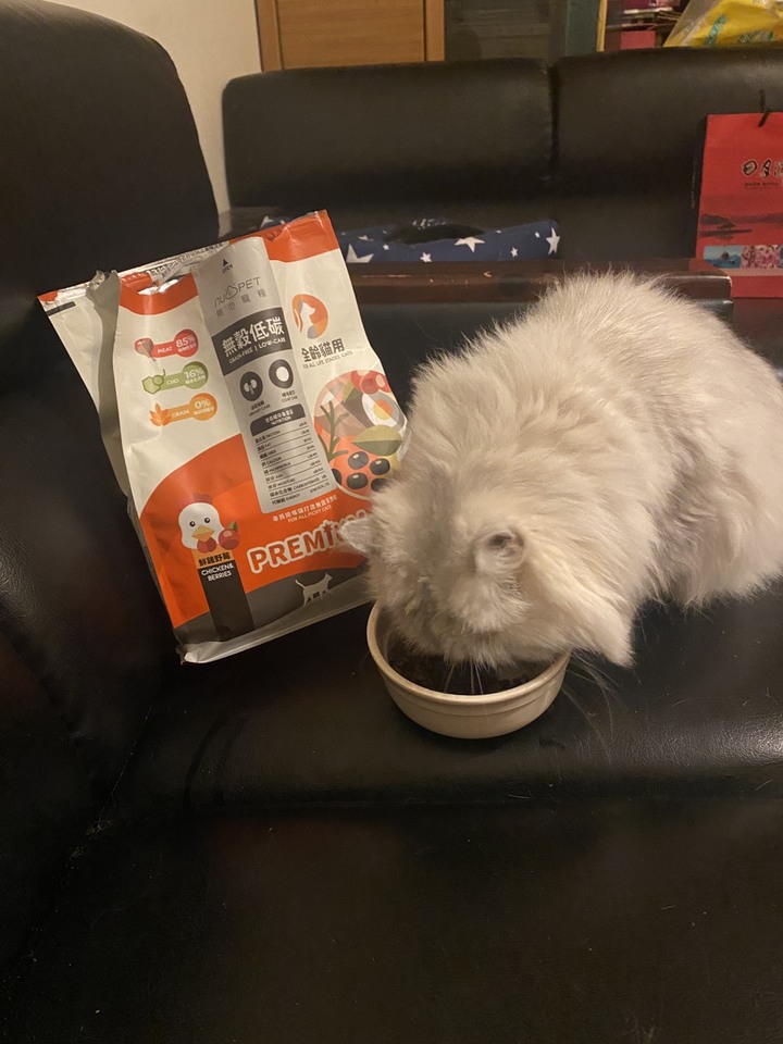 #文長 貓咪高含肉飼料評比