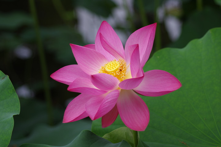 五月夏初的中興新村荷花