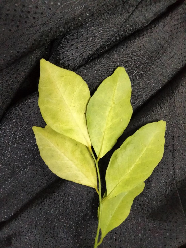 七里香葉子枯黃