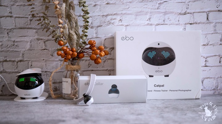 Ebo智能寵物伴侶-隨時隨地陪伴監控X Mini Ebo 計步項圈到底應該算是寵物玩具還是貓奴玩具？