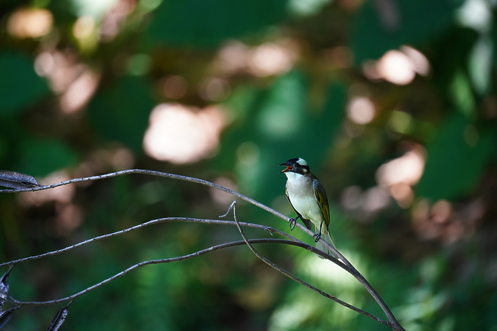Tamron 150-500mm f/5-6.7 Di III VC VXD(A057)評測報告|緊湊鏡身 畫質優異!