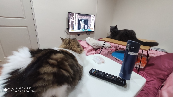 怎麼貓咪很愛趴在桌子上？