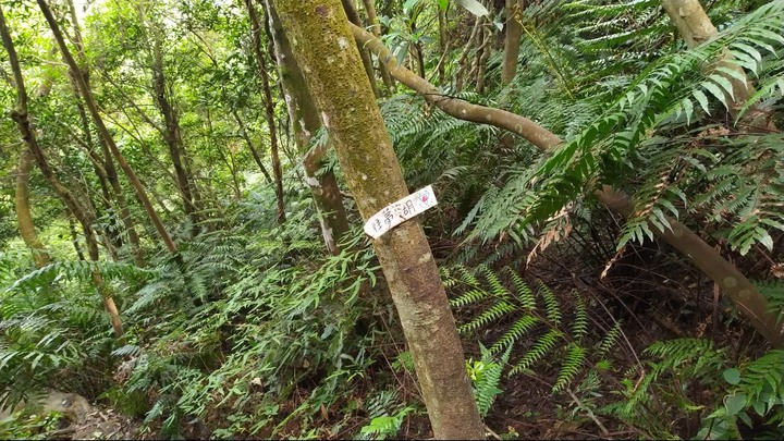 [樂山童盟] [新北汐止] 新山夢湖登山步道