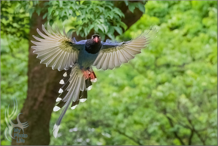PENTAX K3III ．台灣藍鵲飛行版初體驗