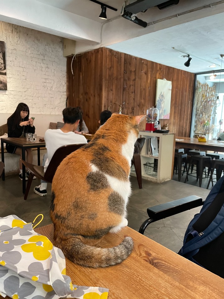 寵物咖啡廳推薦