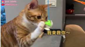 貓咪開箱釣魚機