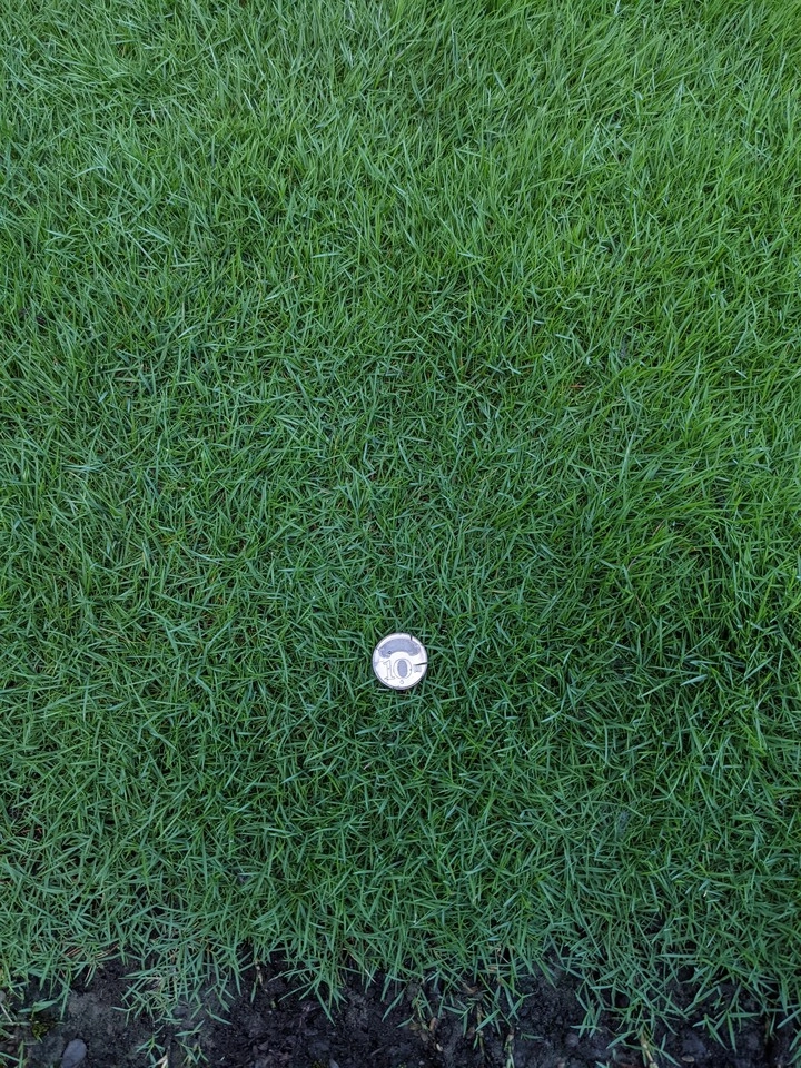 小庭院2坪想種想種草皮請教 Mobile01