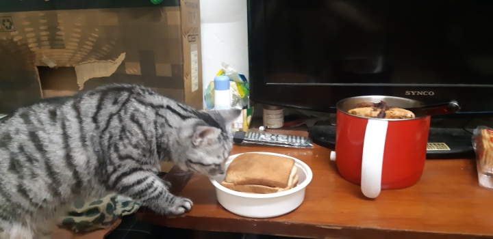 可愛貓貓照