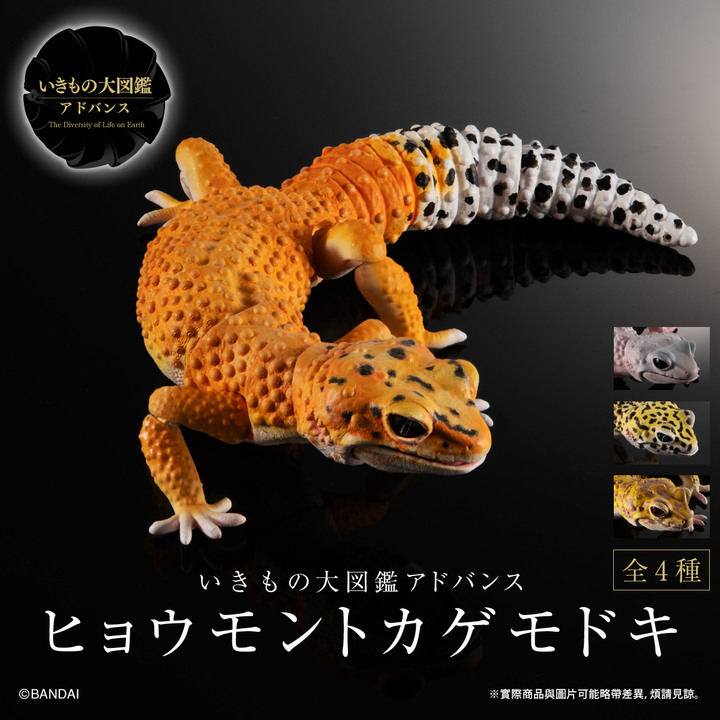 擬真轉蛋 生物圖鑑ADVANCE 豹紋壁虎 台灣萬代官方線上轉蛋網站 GASHAPON ONLINE TAIWAN