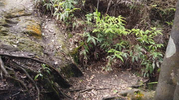 [樂山童盟] [新北汐止] 新山夢湖登山步道