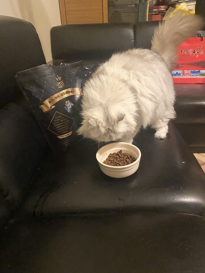 #文長 貓咪高含肉飼料評比