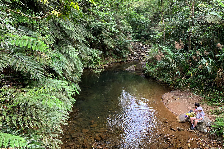 新北坪林｜金瓜寮魚蕨步道｜夏日親水野溪小徑