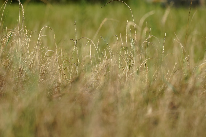 Tamron 150-500mm f/5-6.7 Di III VC VXD(A057)評測報告|緊湊鏡身 畫質優異!