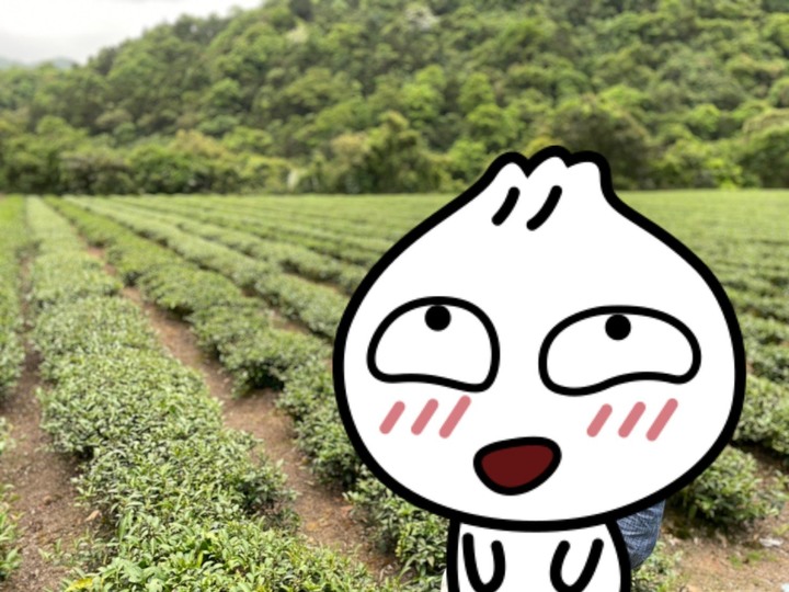 〔坪林健行〕北勢溪自行車步道 - 別再整天綠油油!! 出遊茶園搭配陽光來吧讓我帶你去拍喝茶廣告- 大家注意健康安全