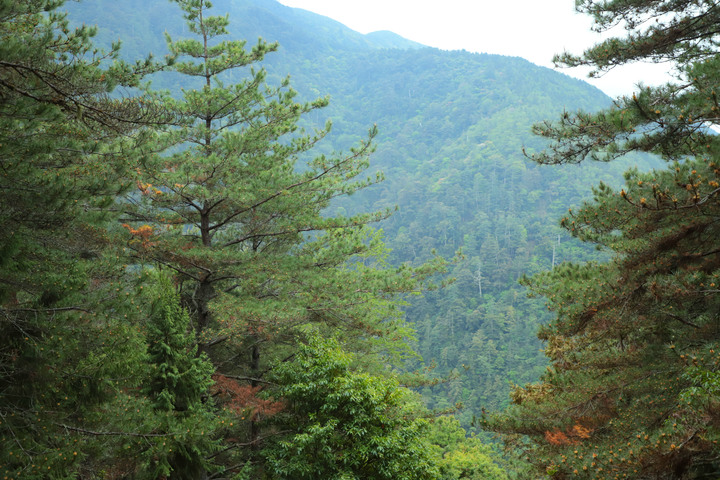 高山268｜台中｜桃山3325M(上集)｜武陵四秀無限風光｜和平區