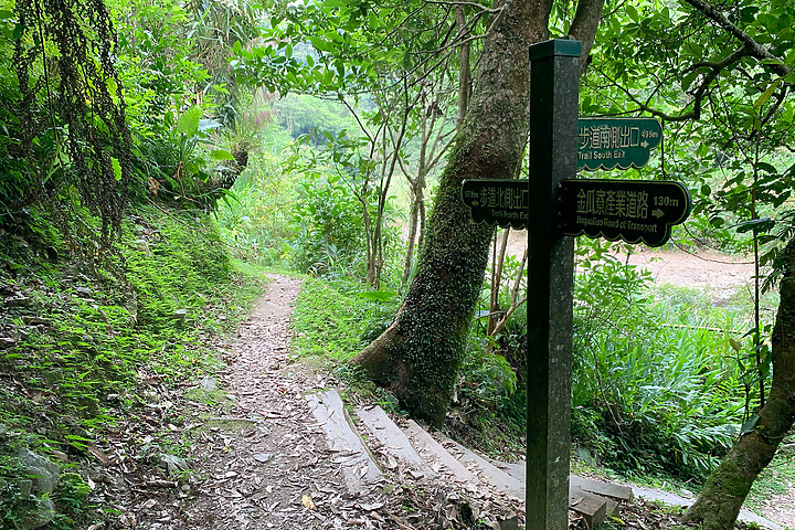 新北坪林|金瓜寮魚蕨步道|夏日親水野溪小徑