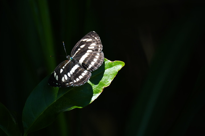 Tamron 150-500mm f/5-6.7 Di III VC VXD(A057)評測報告|緊湊鏡身 畫質優異!