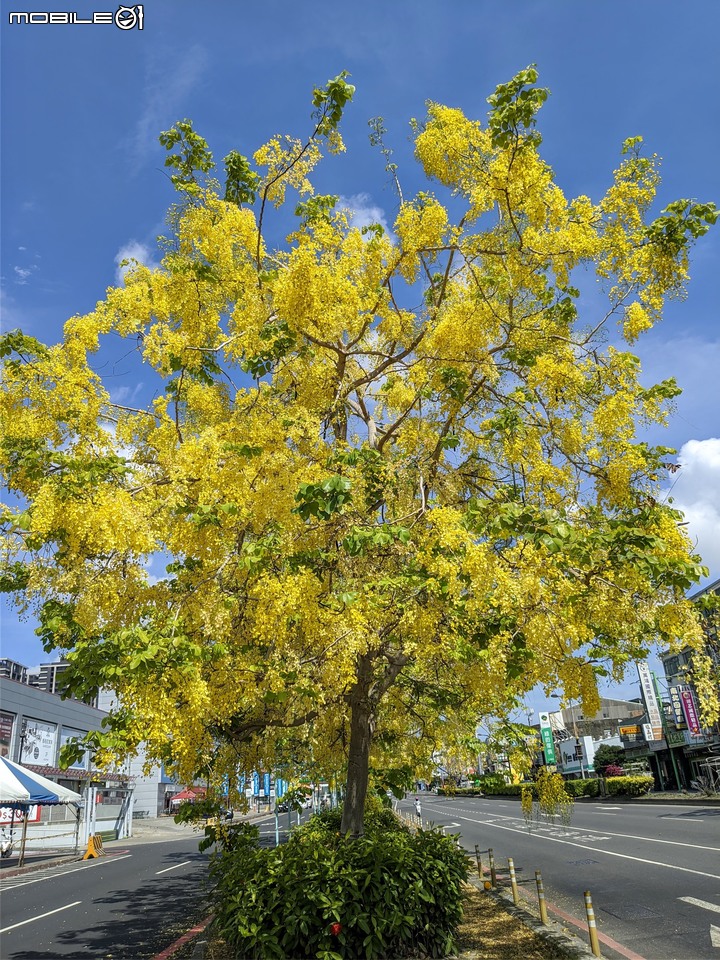 阿勃勒 台南市仁德區中山路 05/22