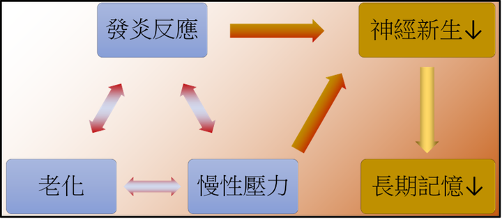 老化與慢性壓力如何影響記憶力和神經新生 (台師大運動科學研究所心生理學實驗室研究團隊)