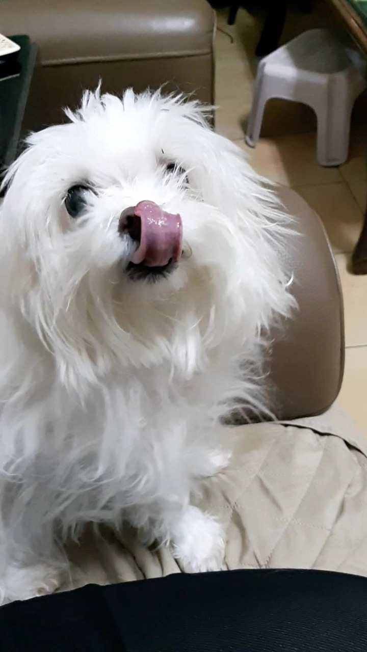 狗狗老了開始容易過敏