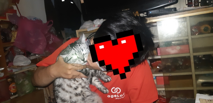 變態噁男在Mobile01 PO強迫親貓虐貓畫面曝光 被提告