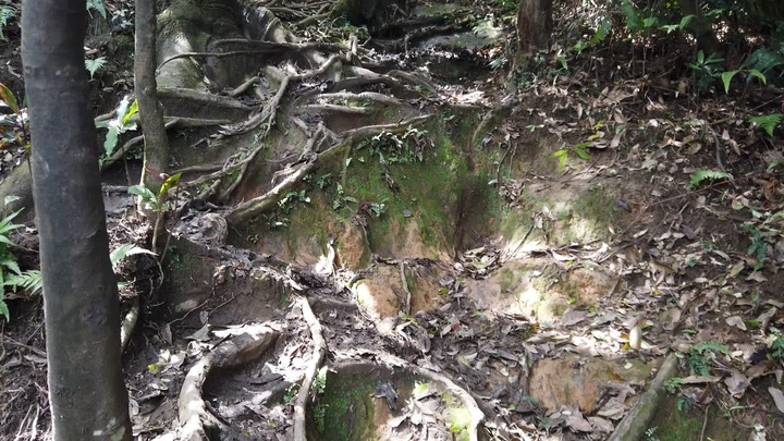 [樂山童盟] [新北汐止] 新山夢湖登山步道