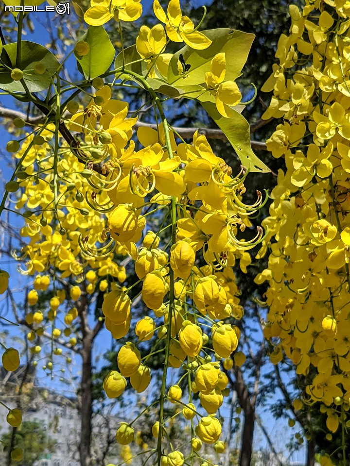 阿勃勒 台南市安南區歷史博物館 05/15