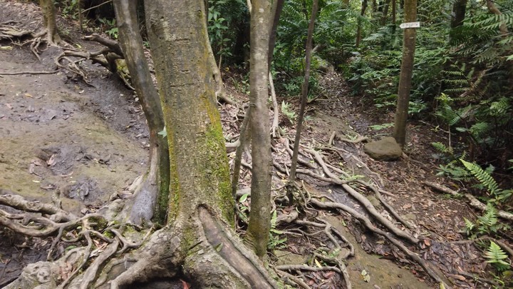 [樂山童盟] [新北汐止] 新山夢湖登山步道
