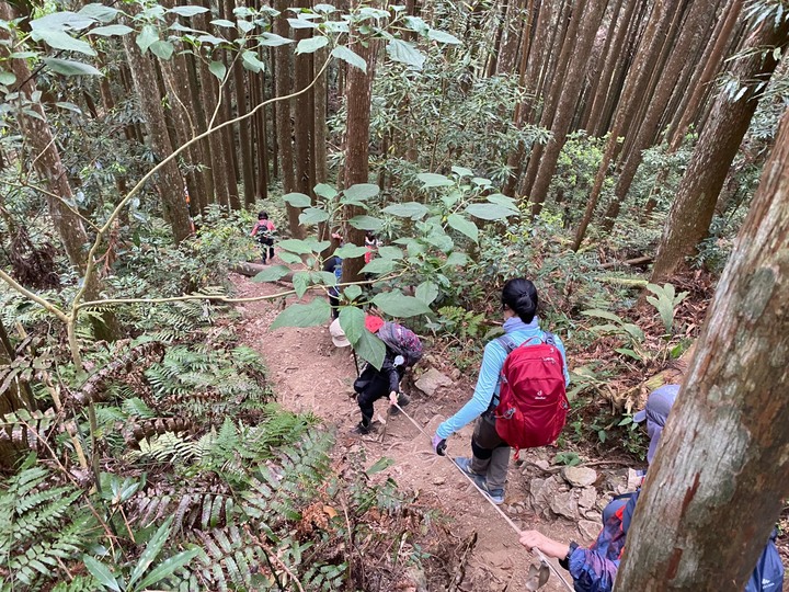 新竹五峰｜油羅山．藤蔓樂園、迷霧森林，恰似童話故事場景