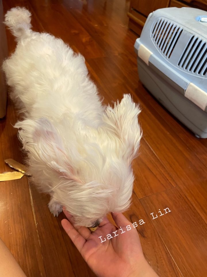 #分享 狗狗嗜口性飼料選擇