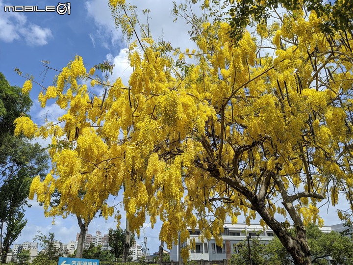 阿勃勒 台南市仁德區裕忠路 05/29