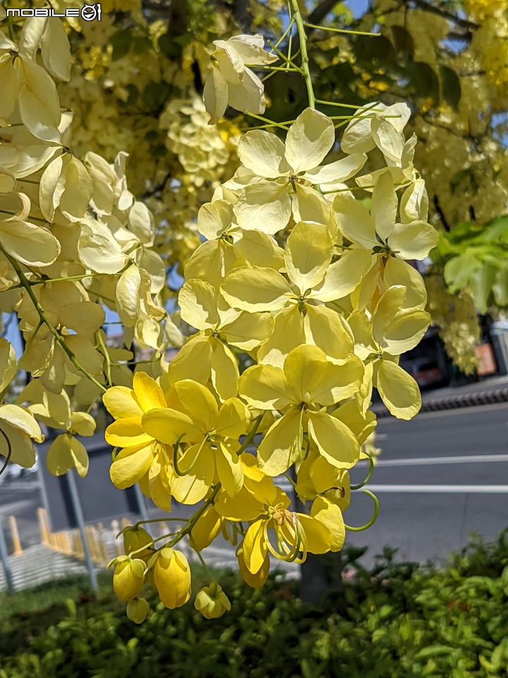 阿勃勒 台南市仁德區中山路 05/22