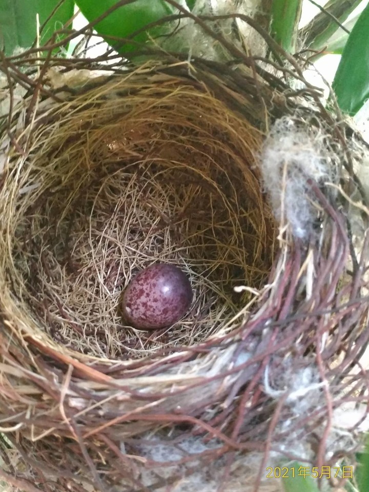 請問這是什麼鳥???