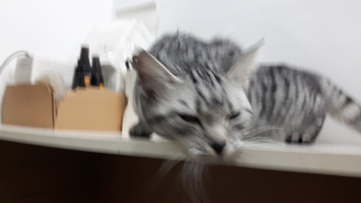 可愛貓貓照