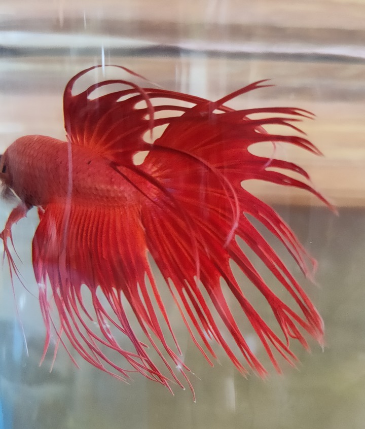 請問...鬥魚鰭上的棉絮是生病嗎？