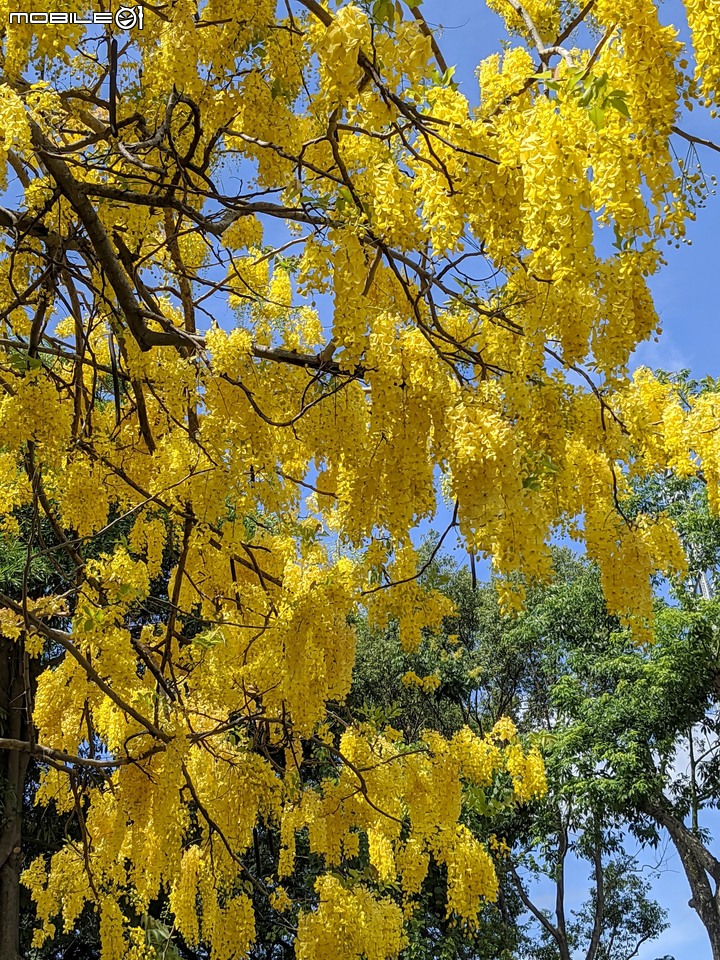 阿勃勒 台南市仁德區裕忠路 05/29