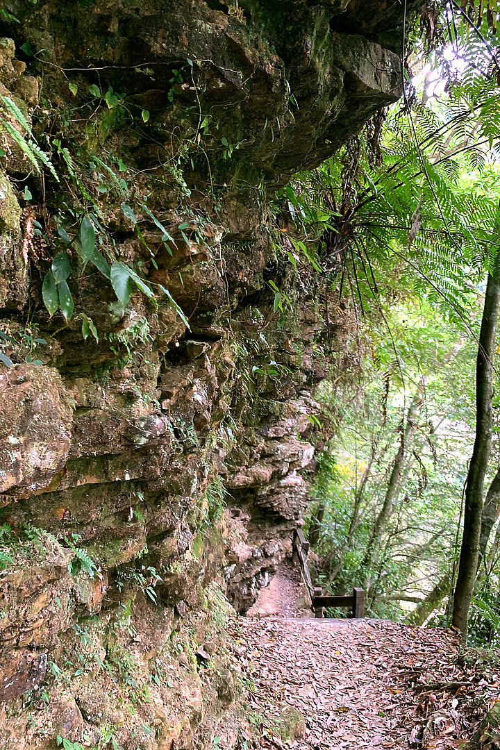 新北坪林|金瓜寮魚蕨步道|夏日親水野溪小徑